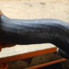 Volkswagen Touareg I Intercooler hose/pipe